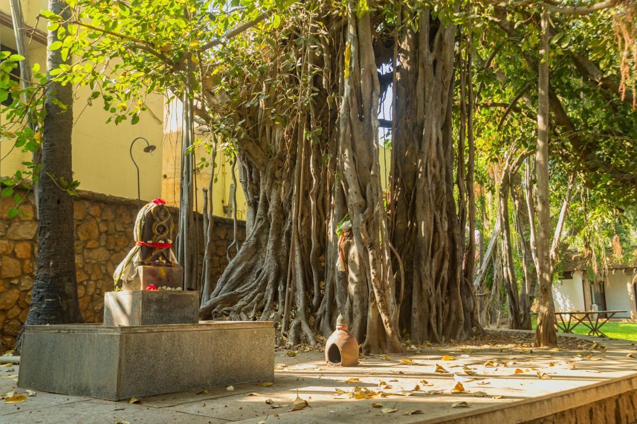 Heritage Maduraj Zewnętrze zdjęcie The Banyan Tree at the University of Madras